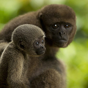 Travel to Amazon Rainforest