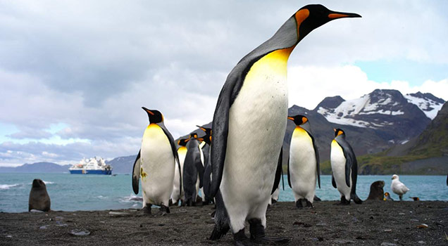 Antarctic Penguins