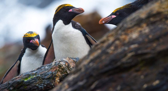 Antarctica Wildlife Tours