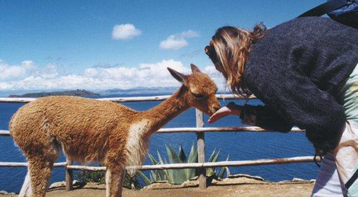 Vicuña Encounters at Lake Titicaca