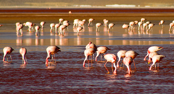 Bolivia Wildlife Tours
