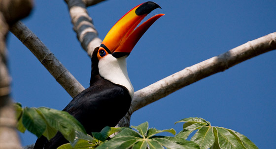 Brazil Wildlife Tours