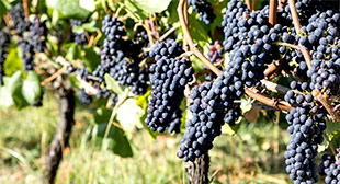 Wine Production