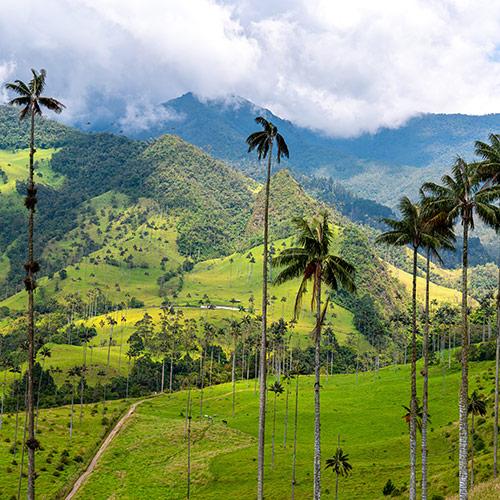 Cocora Valley