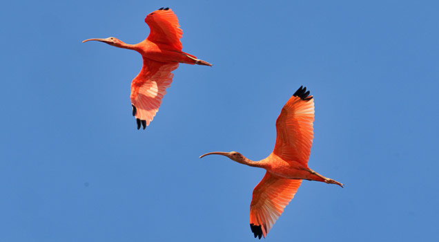 Colombia Plains
