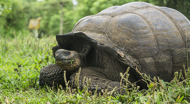 Galapagos Wildlife