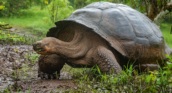Ecuador Wildlife Tours