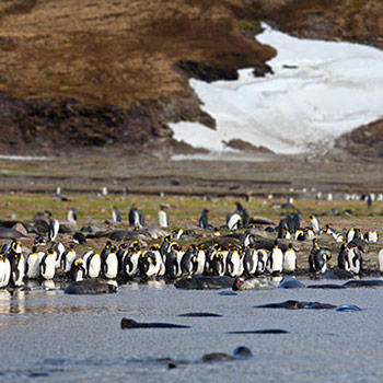 Travel to Falkland Islands