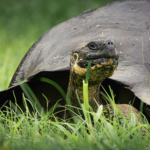 Galapagos Islands