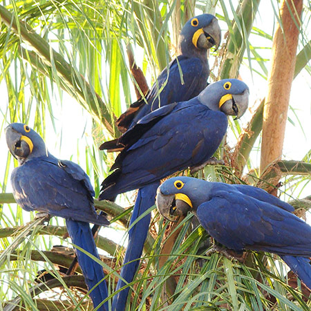 Travel to Pantanal