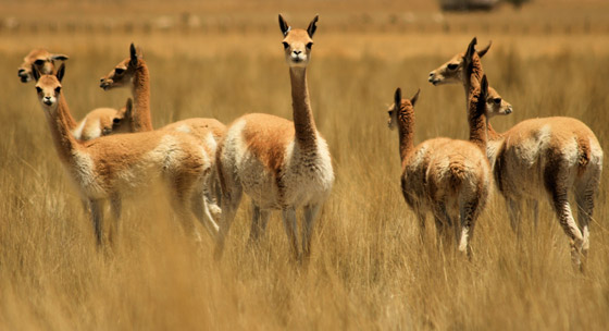 Peru Wildlife Tours