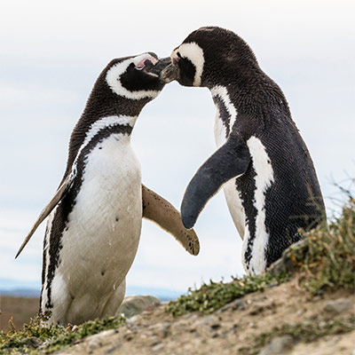 Travel to Punta Arenas