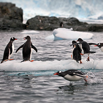 Travel to South Orkney Islands