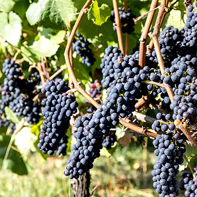 Travel to Wine Valleys