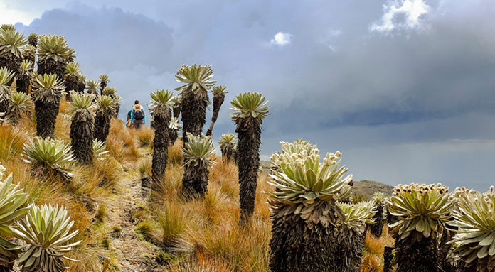 Hiking in the Paramo