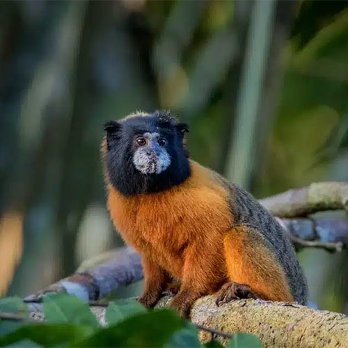 Amazon Wildlife
