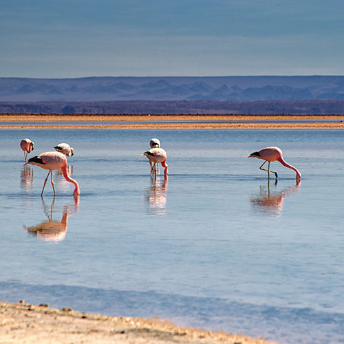 Atacama Salt Flat