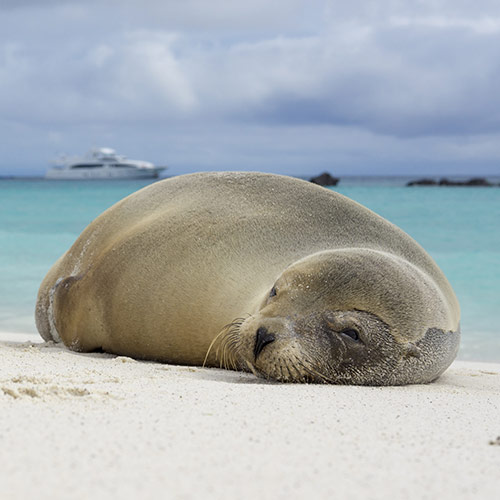 Galapagos Sea Lion