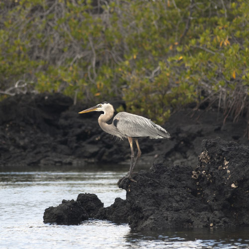 Great Blue Heron