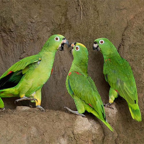 Amazon Parrot Clay Licks