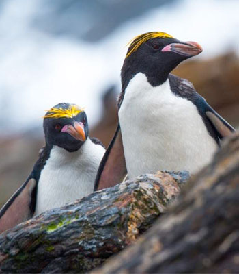 Penguin Safari Cruise