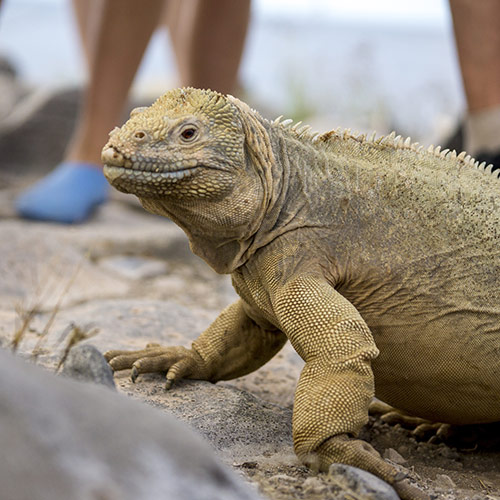 Santa Fe Iguana