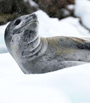 Fly the Drake Passage