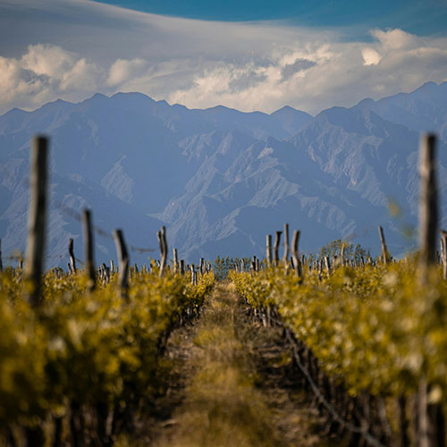 Mendoza Vineyards