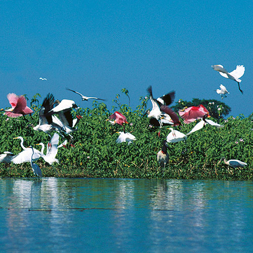 Pantanal Birds