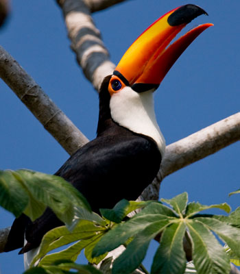 Nature & Wildlife Discovery