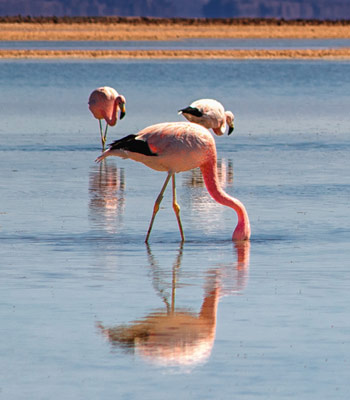 Ecuador, Peru & Bolivia Package