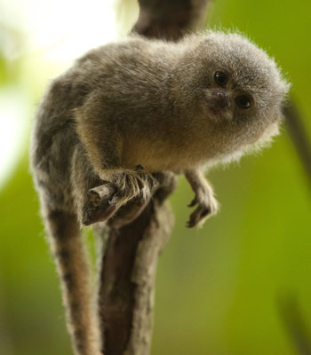 Ecuador and Peru Package