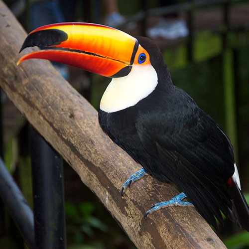 Iguazu Toucan